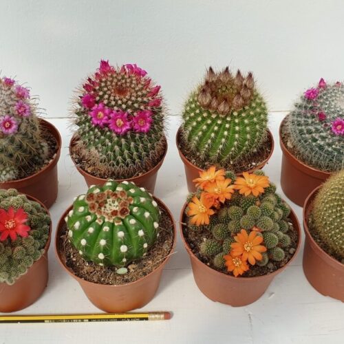 Flowering cactus collection 8 plants