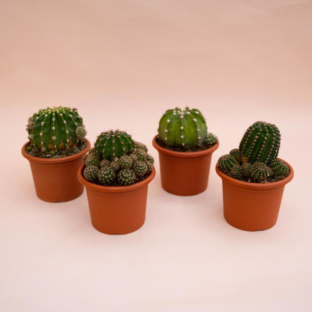 Collection 4 Echinopsis eyriesii hybrid  13 cm