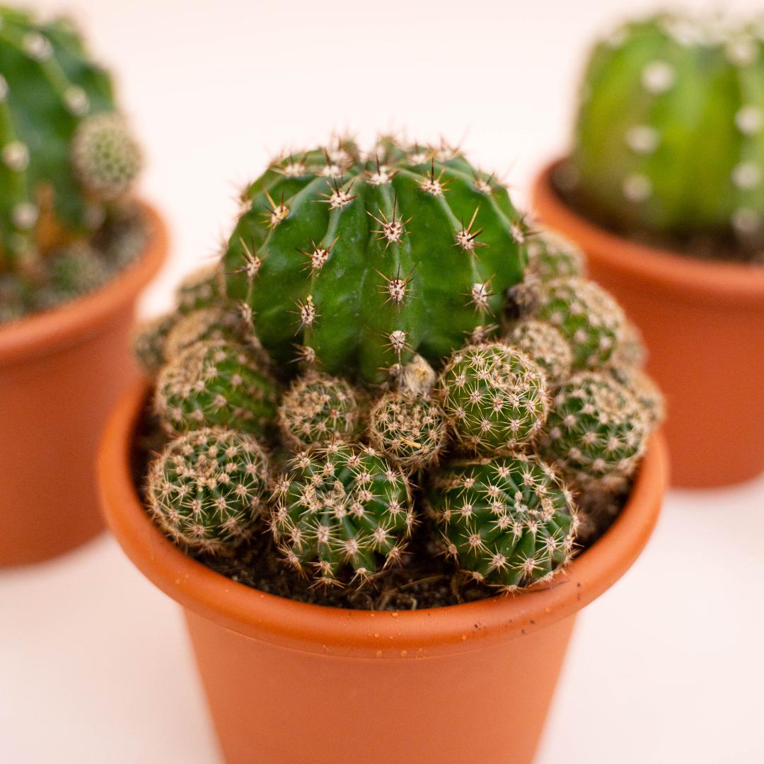 smoke cactus Haworthia pumila 'Smoke Ring' : Real Live Succulent Cactus Plant