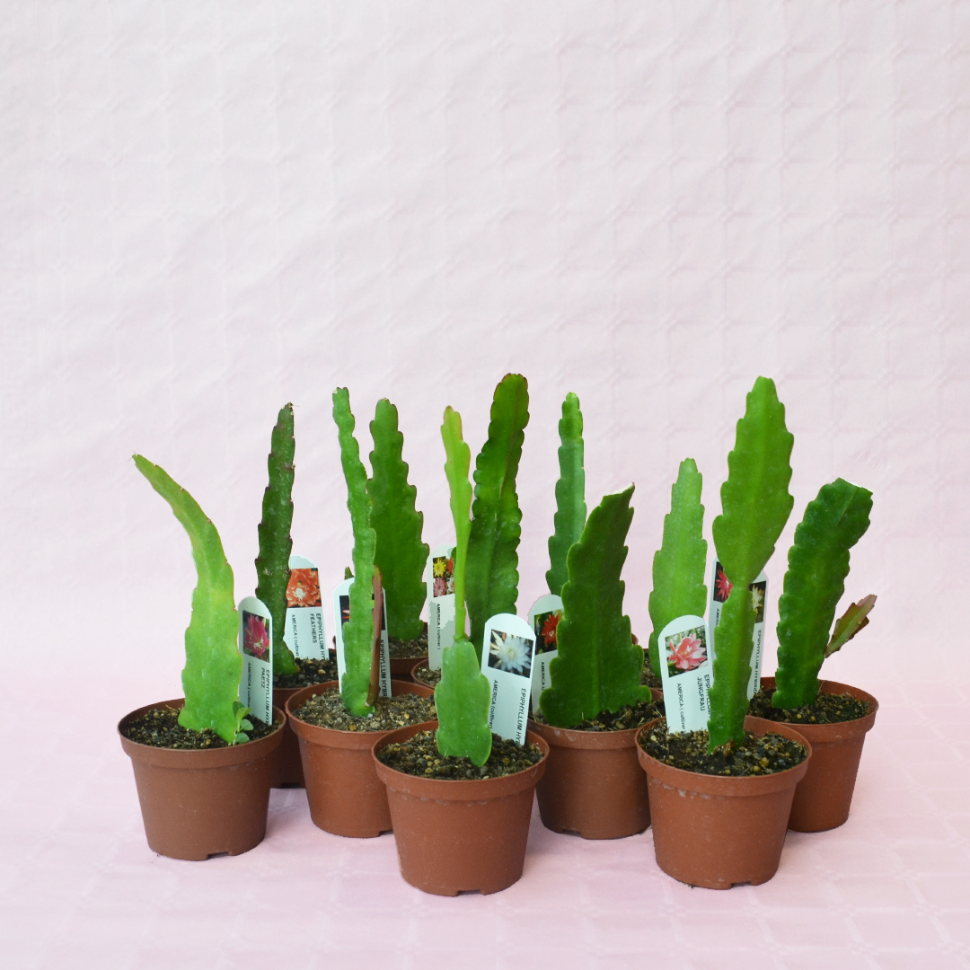 Epiphyllum hybrid collection 10 plants Ø 10,5 cm