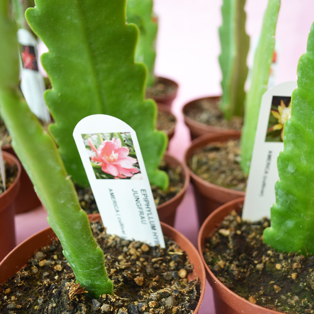 Epiphyllum hybrid collection 10 plants Ø 10,5 cm