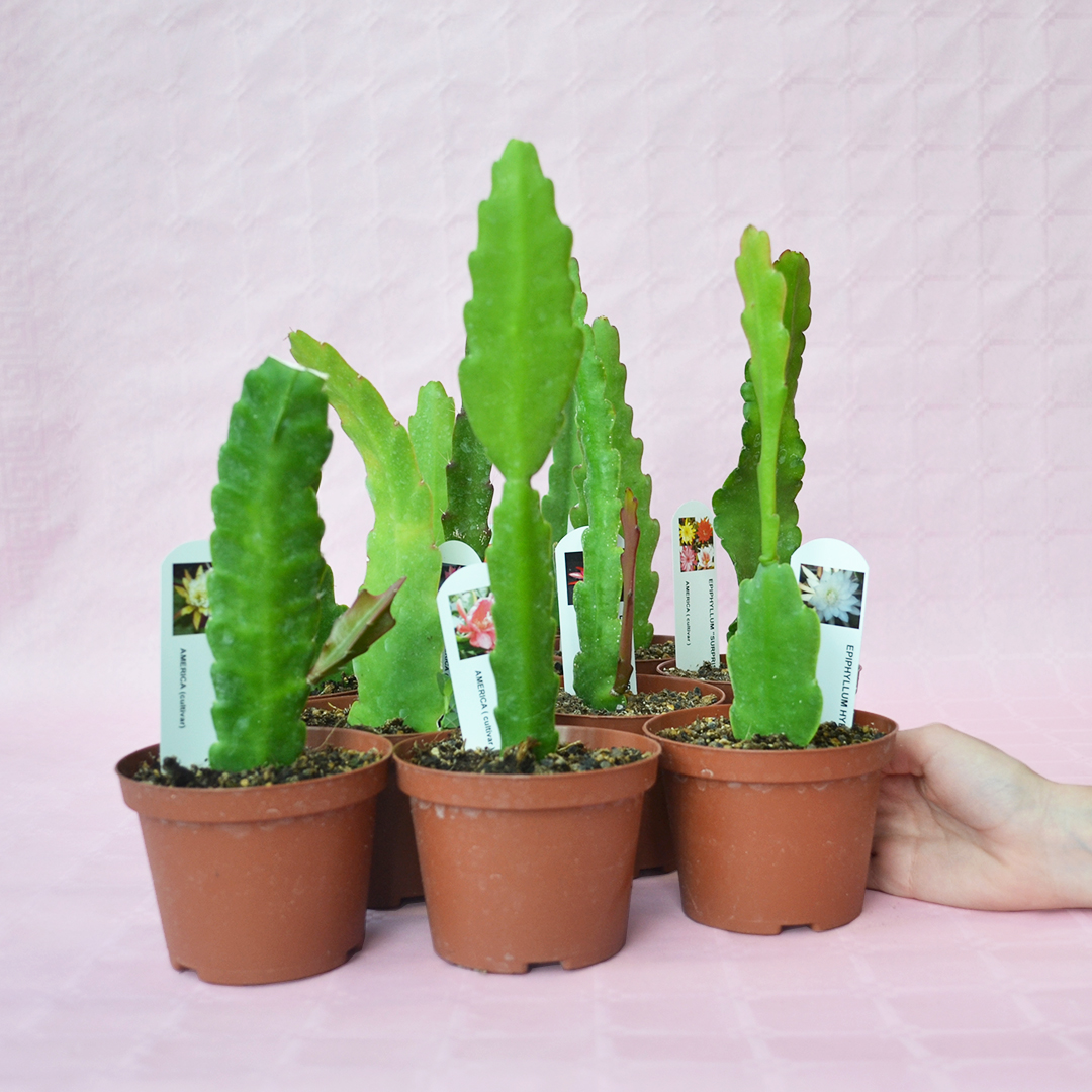 10 Epiphyllum hybrid collection Ø 10,5 cm