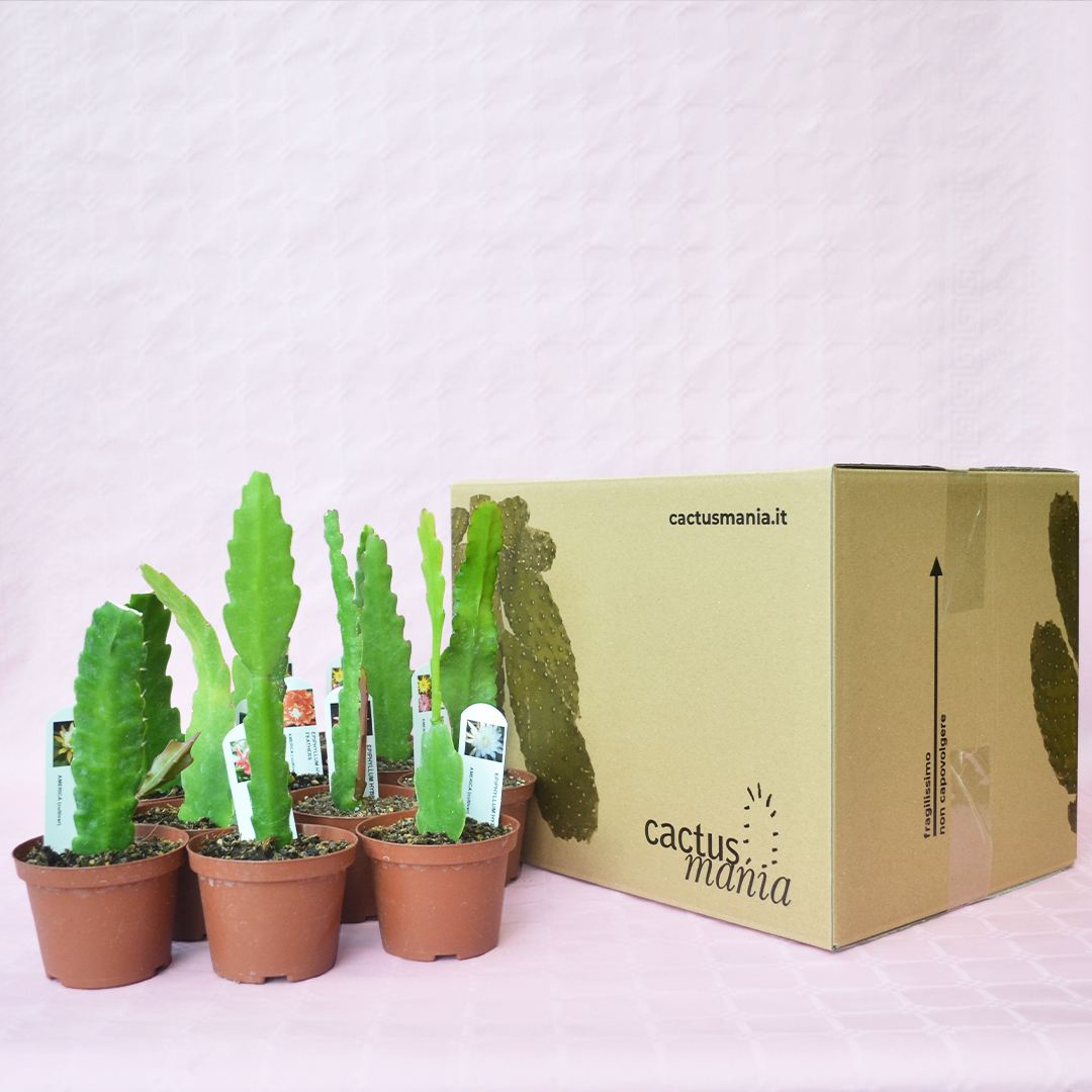 10 Epiphyllum hybrid collection Ø 10,5 cm
