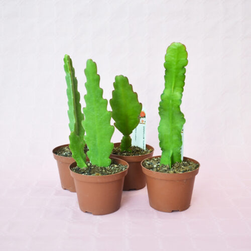 4 Epiphyllum ‘Surprise’ assortite Ø 10,5 cm