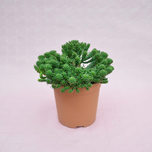 Euphorbia sp. Ø 17