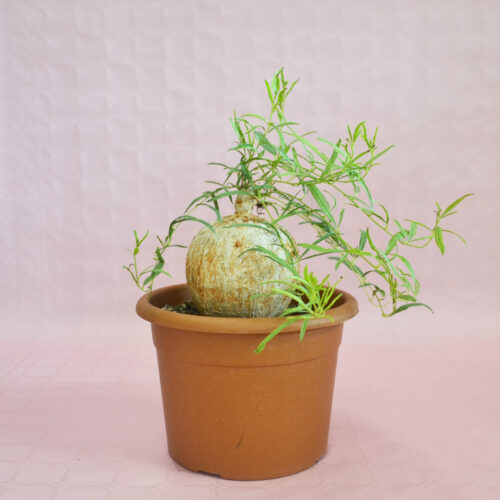Ipomea bolusii Ø 20 cm