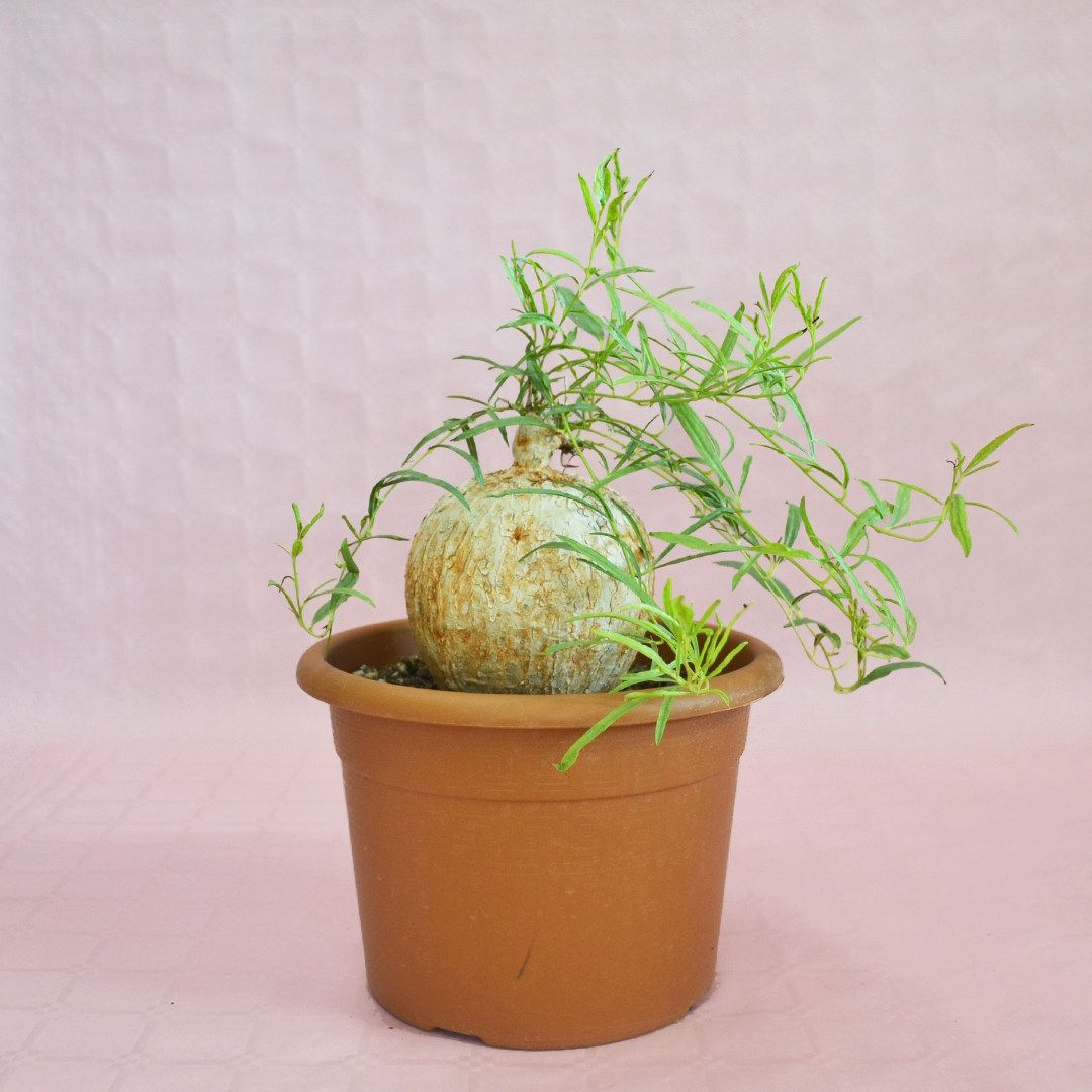Ipomea bolusii Ø 20 cm