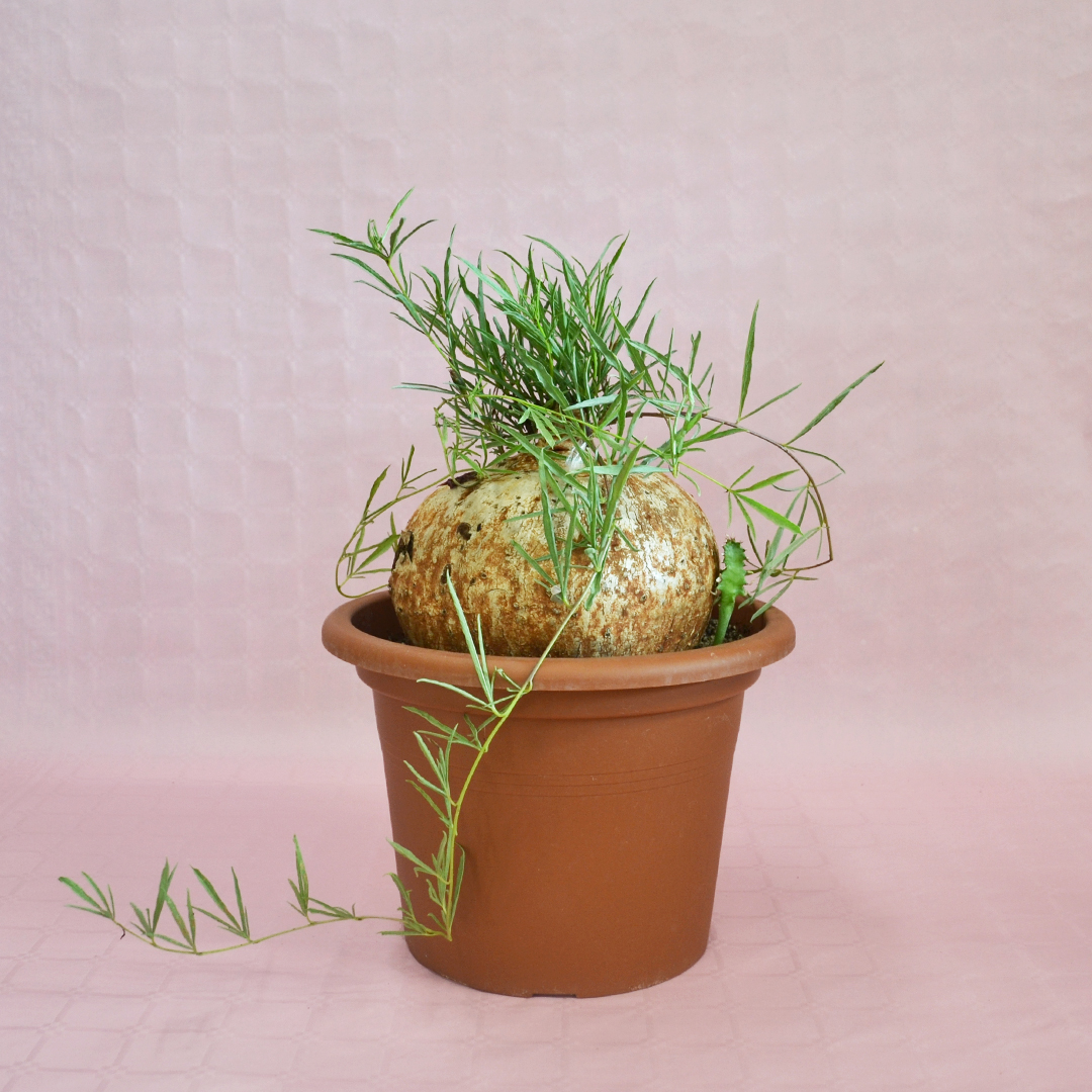Ipomea bolusii Ø 30 cm
