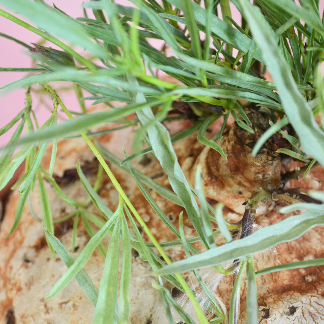 Ipomea bolusii Ø 30 cm