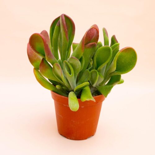 Kalanchoe oricola vaso Ø 18