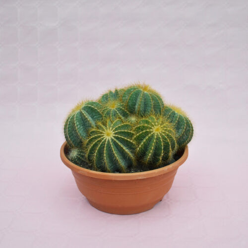 Notocactus magnificus Ø 20 cm