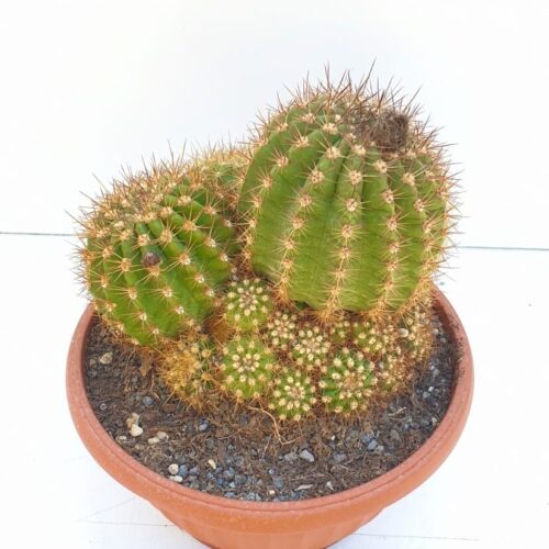 Trichocereus hybrid
