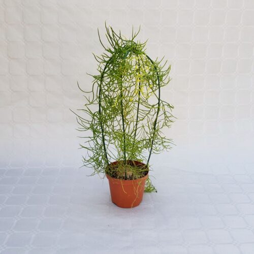 Bowiea volubilis Ø 10,5 cm