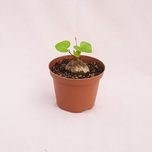 Dioscorea elephantipes Ø 10,5 cm