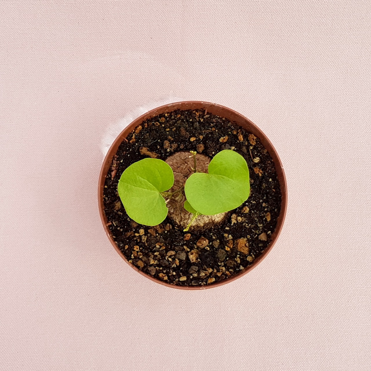Dioscorea elephantipes Ø 10,5 cm