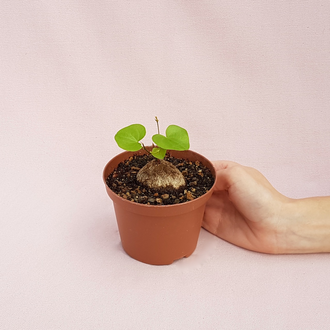 Dioscorea elephantipes Ø 10,5 cm