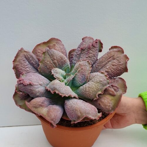 Echeveria Etna
