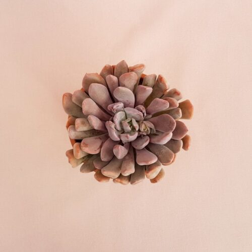 Echeveria Lilac Spoons Ø 13 cm