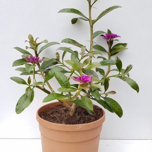 Pereskia grandifolia