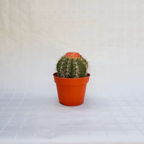 Melocactus bahiensis Ø 16 cm