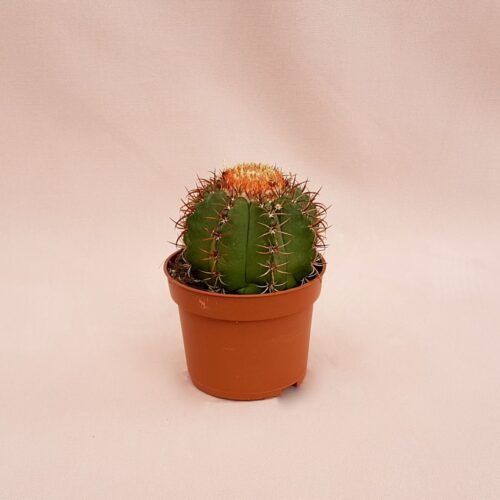 Melocactus matanzanus 10,5 cm