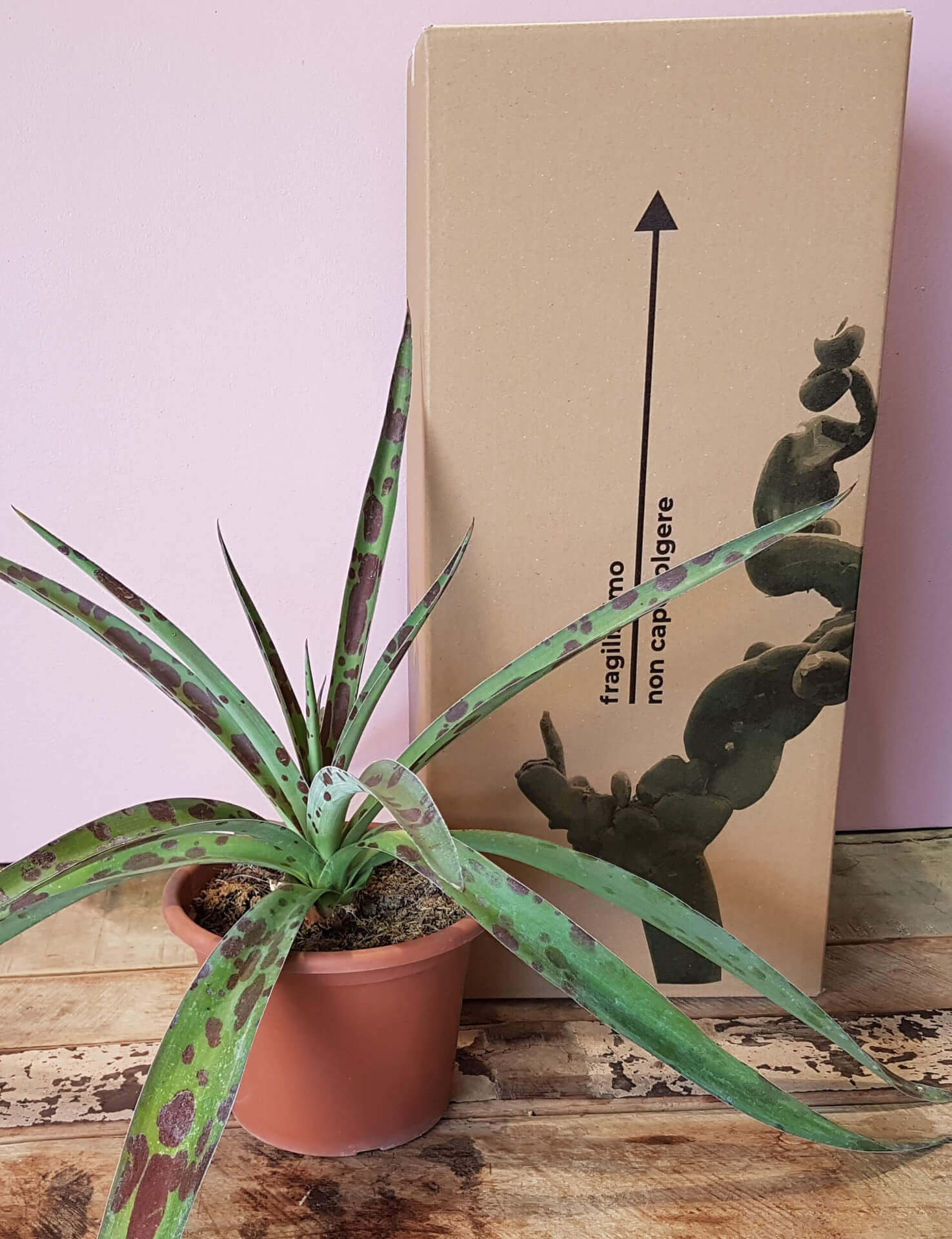 Agave maculata (Manfreda maculosa)  18 cm | Cactusmania