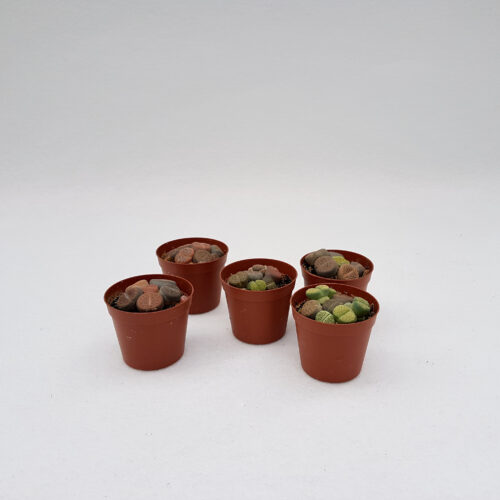Collection 5 Lithops sp. Ø 7,5 cm