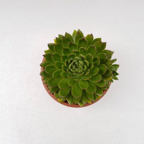 Echeveria agavoides vaso Ø 25
