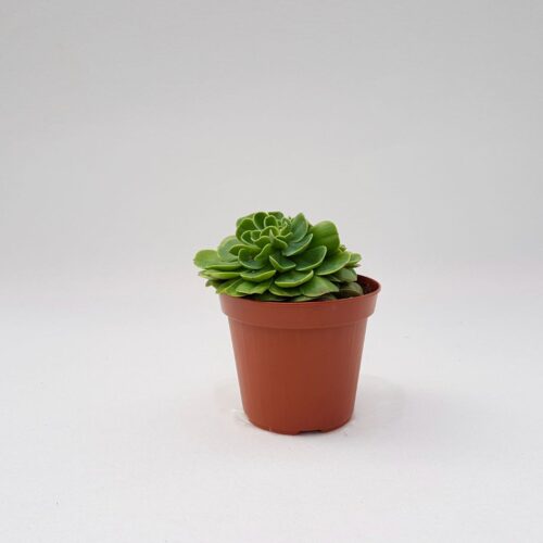 Echeveria lemon rose vaso 14-1