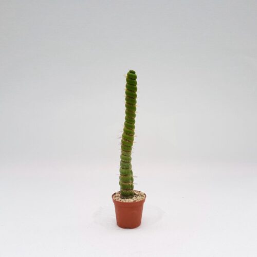 Eulychnia castanea spiralis Ø 8 cm