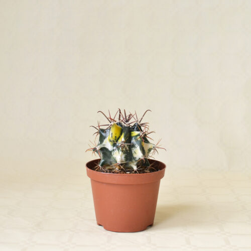 Ferocactus sp. variegato vaso10,5