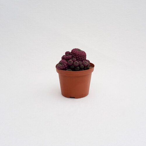 Sulcorebutia rauschii Ø 10,5 cm