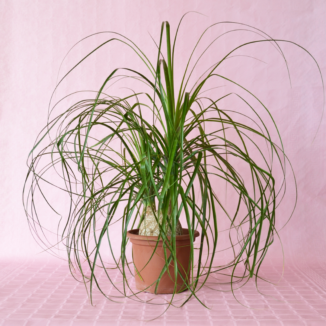 Beaucarnea recurvata Ø 20 cm