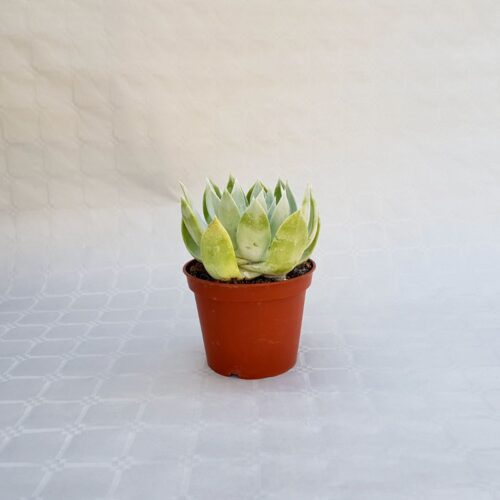 Dudleya farinosa vaso 13