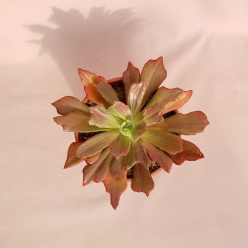 Echeveria diamond state Ø 17 cm