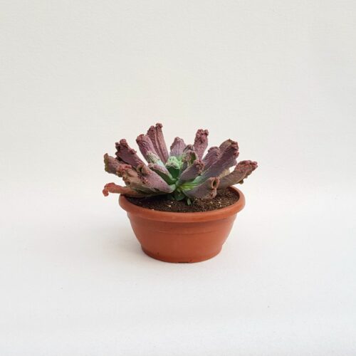 Echeveria etna vaso 25