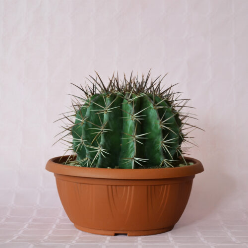 Echinocactus ingens Ø 25 cm