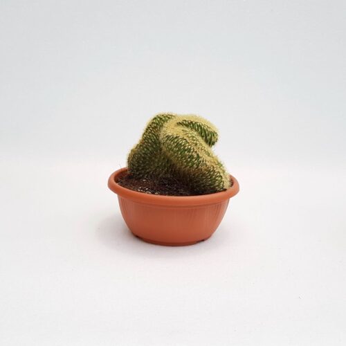 Espostoa ''vatricania'' guentheri f. cristata Ø 20 cm