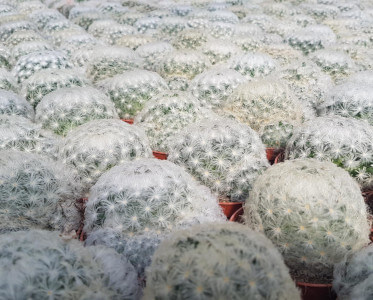 Mammillaria plumosa Ø 20 cm