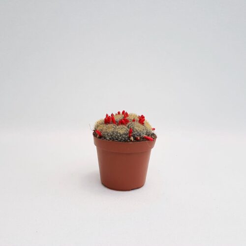 Mammillaria prolifera vaso 14
