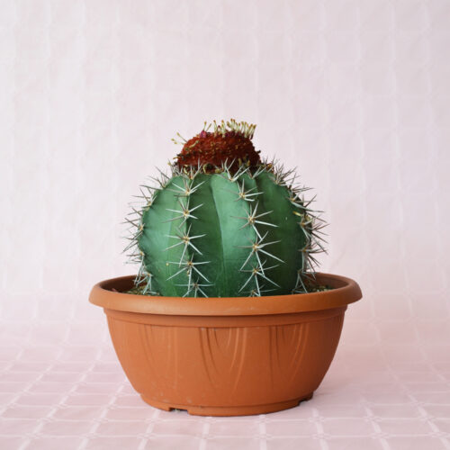 Melocactus matanzanus Ø 25 cm