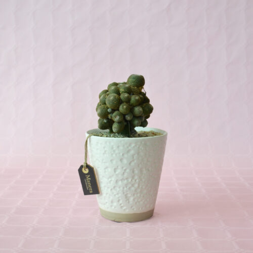 Rebutia heliosa - Linea Manera