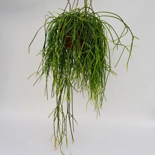 Rhipsalis baccifera shafferi vaso 20xl
