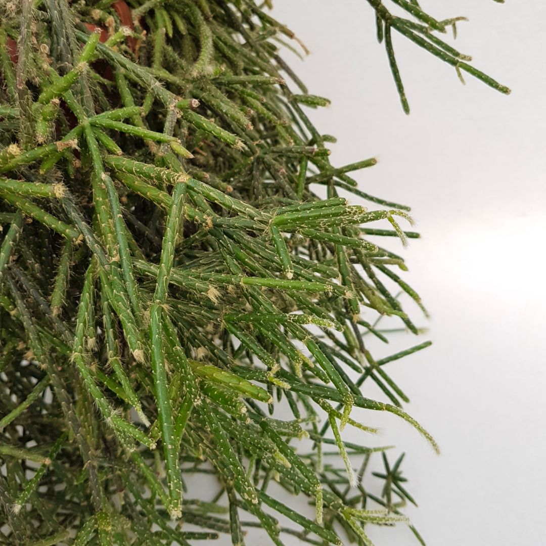 Rhipsalis pilocarpa vaso 20 XL