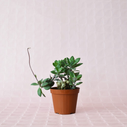 Senecio fulgens Ø 12 cm