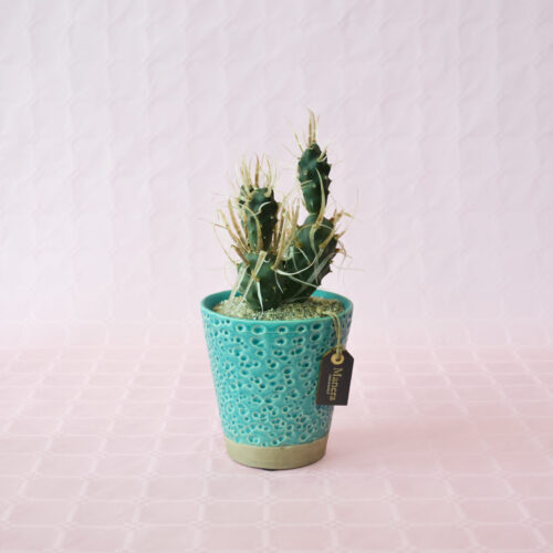 Tephrocactus articulatus papyracantha - Linea Manera
