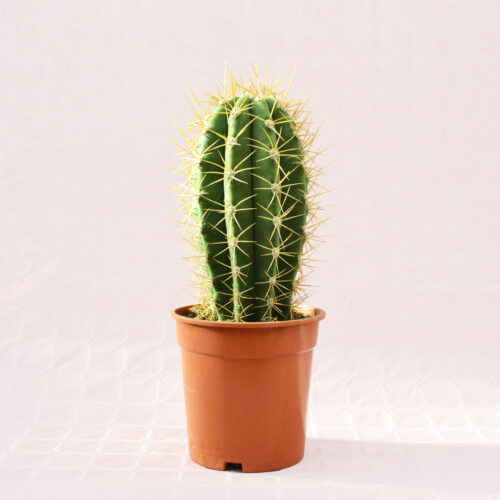Trichocereus pasacana diam 17