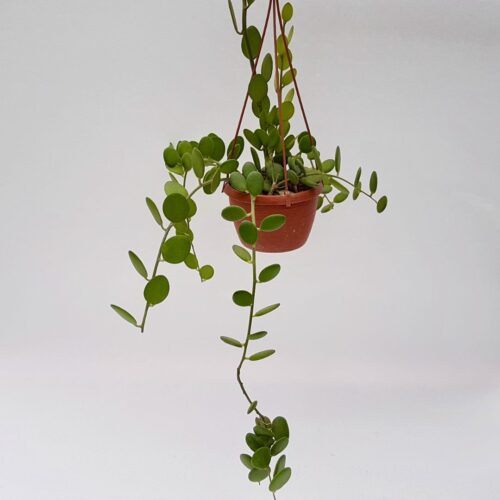 Xerosicyos danguyi Ø 14 cm