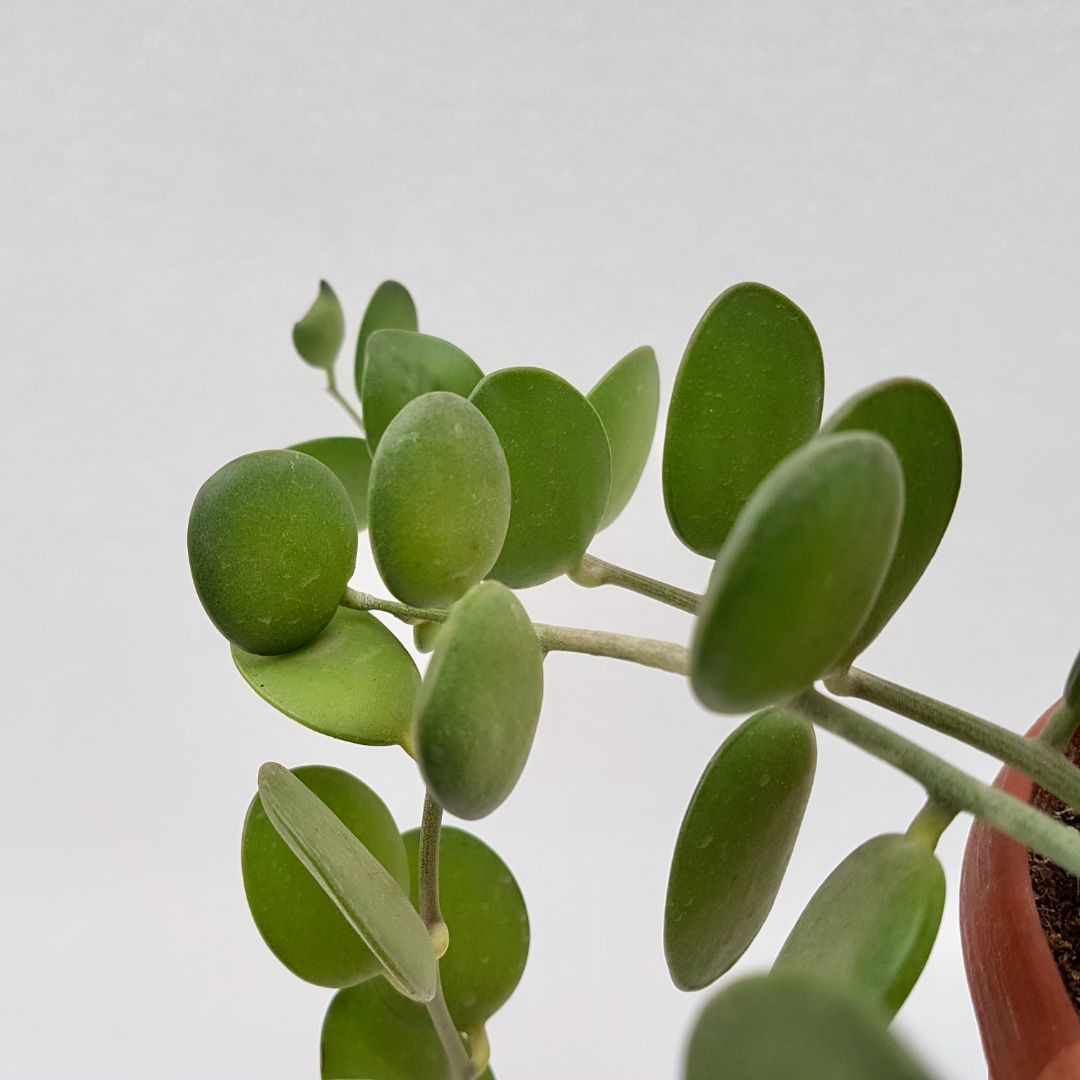 Xerosicyos danguyi Ø 14 cm