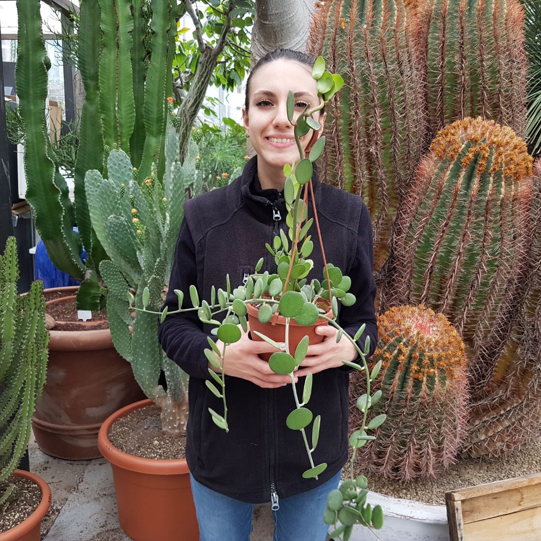 Xerosicyos danguyi Ø 14 cm